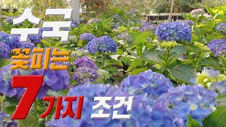 식물 수국 꽃 피우는 7가지 방법 