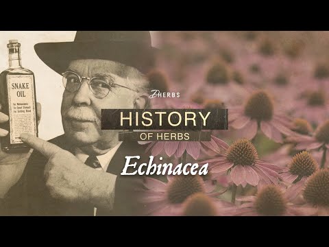 Is Echinacea an Herbal Cure All?! | Dherbs