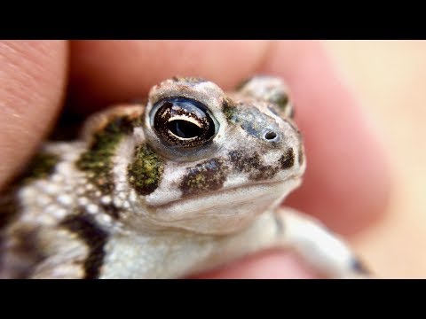 Great Plains Toad