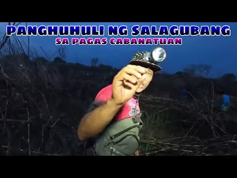 Panghuhuli ng salagubang sa pagas cabanatuan