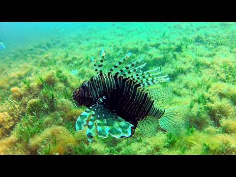 Rotfeuerfisch, Nuweiba,Hausriff Scuba College,Ägypten