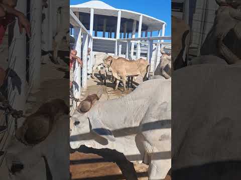 Feira de gado de afogado da Igazera pe 07/03/2026