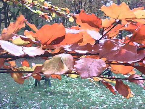 Christopher Franke - Celtic Mist