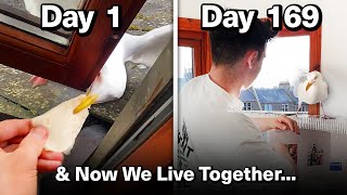 Feeding My Pet Seagull for 169 Days to Gain His Tr