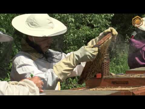 SWARMING - Prague 2017