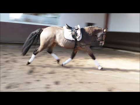 3,5j Qaside MD x Sandro Hit x Rohdiamant