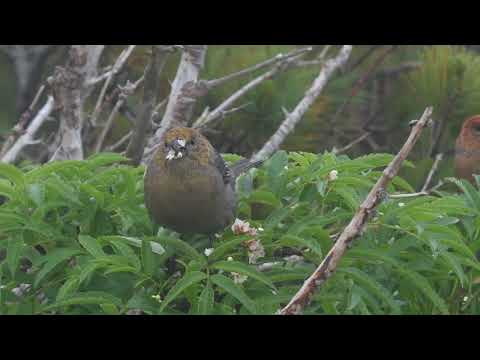 Pine Grosbeak Pinicola enucleator sakhalinensis