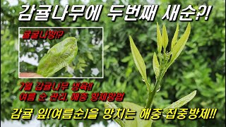 두번째 새순이 나옵니다. 감귤나무 여름순, 여름순관리, 병해충, 방제방법, 여름순지르기(적심?!)