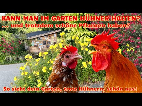 Can you keep chickens in your garden?... and still have beautiful plants? - HAPPY CHICKEN E 343
