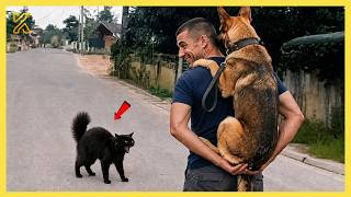 I Wanted a Dog, But God Gave Me a Comedian! 🐶😂| TOP Funny Dog Videos 2026