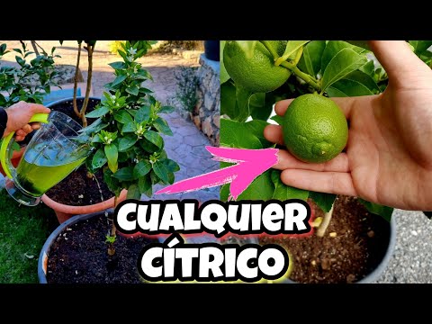 This SECRET will give you THOUSANDS of POTED LEMONS in your HOME! Homemade citrus fertilizer