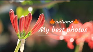 🍁秋の風景/my best photos