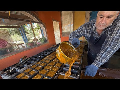 Sugarcane grinding to make piloncillo - panocha honey with peanuts in Guadalupe de Ures, Sonora