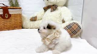 ハーフ犬の動画01