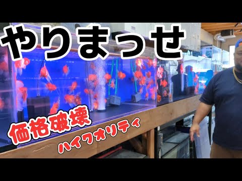 金魚金魚