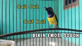 Download lagu Suara CUIT CUIT Panggilan Sogon langsung bikin Nyaut NEMBAK | CUKUP 1 MENIT❗ mp3 Download lagu Suara CUIT CUIT Panggilan Sogon langsung bikin Nyaut NEMBAK | CUKUP 1 MENIT❗ mp3