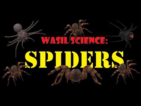 Wasil Science: Spiders!