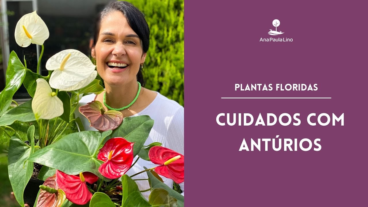 PLANTAS FLORIDAS: Como plantar antúrio e fazer florir?