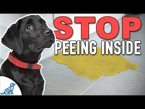 Stop Accidents Indoors With THIS Puppy Potty Training Plan