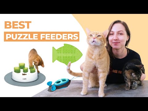 Shallow slow feed cat bowl for kittens comparison