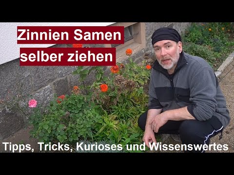 ✅Zinniensamen ernten - Zinnien selber ziehen und Saatgut gewinnen aus Pflanzen Samen