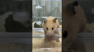 インペルダウンからの脱出