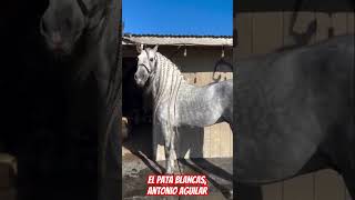 El pata blancas,Antonio Aguilar