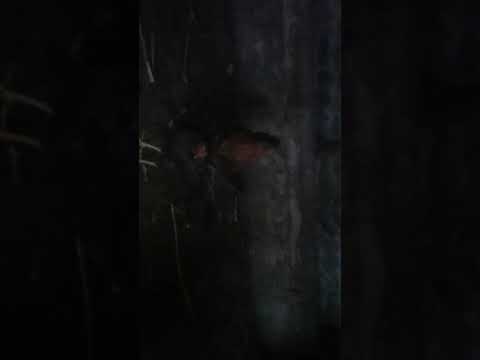 ак-сай короз уруш