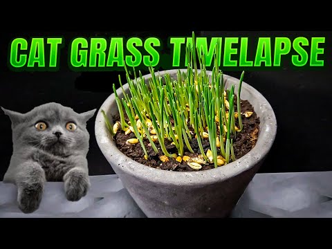 Growing Cat Grass Time Lapse
