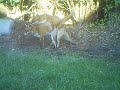 Foxes Mating