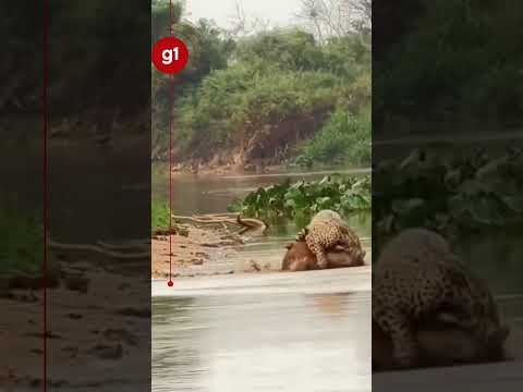 Whindersson Nunes registra ataque de onça-pintada a capivara em visita ao Pantanal de MT #g1