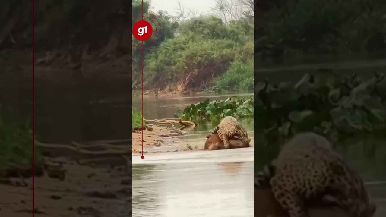 Whindersson Nunes registra ataque de onça-pintada a capivara em visita ao Pantanal de MT #g1