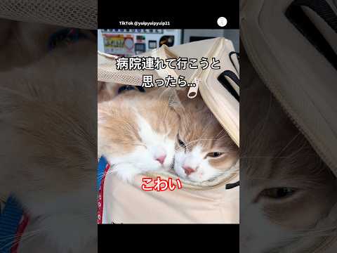 病院が怖くて寄り添う猫たち🐱　　#猫　#ねこ　#動物病院　#かわいい猫　#猫のいる暮らし