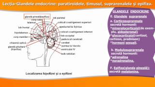 Glande endocrine: paratiroidele, timusul, suprarenalele și epifiza. Glandele mixte.