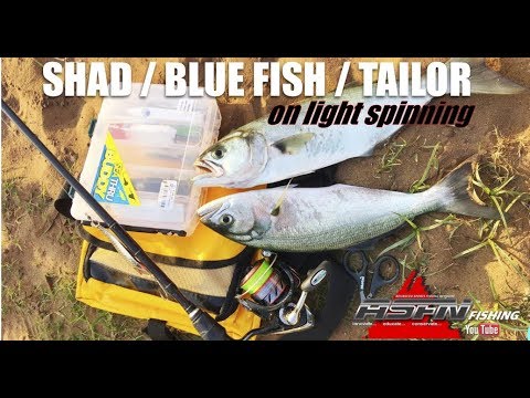 ASFN Fishing Vlog -   Shad Blue Fish Tailor on Light Spinning