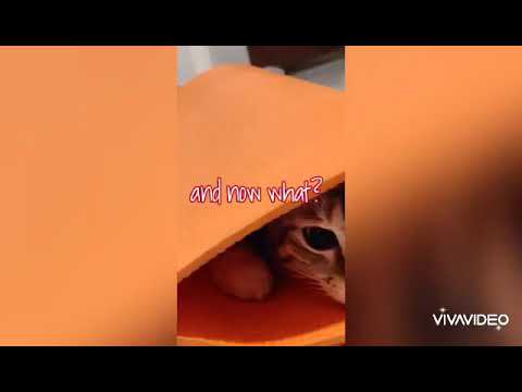 Cat being sneaky? Funny cats
