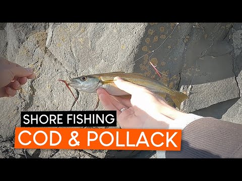 Catching COD and POLLACK when shore fishing for meckerel!