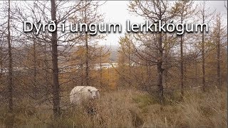 Dýrð í ungum lerkiskógi