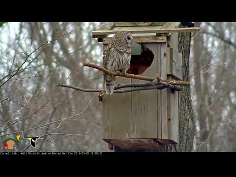 Lunchtime Vole Delivery | WBU Barred Owl Cam – March 20, 2019