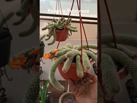 #song #hansika #sachinjigar #mushkil #flowers #gardening #cactusgarden #bollywoodsongs