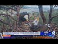 California Senate passes resolution honoring Jackie the bald eagle