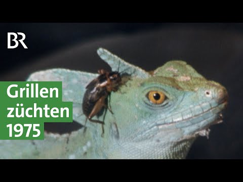 Anno dazumal: Grillenzucht 1975, Lebendfutter für Reptilien, Frösche und Co. | Unser Land | BR