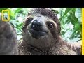 Inside a Baby Sloth Orphanage and Rescue Center ...