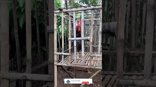 Download lagu 10 SUARA AYAM PELUNG JUARA || wajib Ditonton mp3