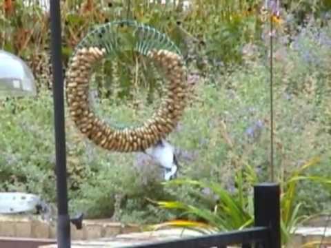 Jays on Peanut Wreath