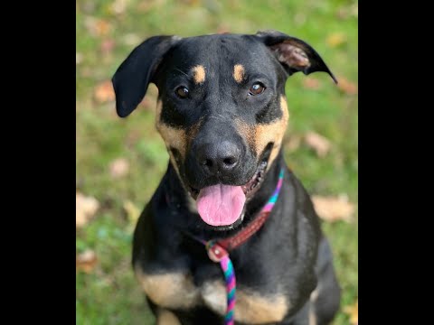 Zoey, an adoptable Shepherd & Rottweiler Mix in Cranford, NJ_image-1