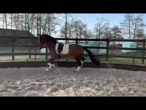 Franz Joseph (v.Franziskus x Dimension) || EXTRA video @ Lunge