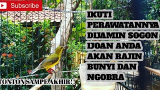 Download lagu PERAWATAN BURUNG SOGON IJOAN AGAR RAJIN BUNYI mp3