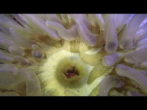 Killer Tentacles and Poisonous Sea Slugs!!!