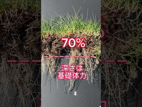 秋に芝生に水をやる方法